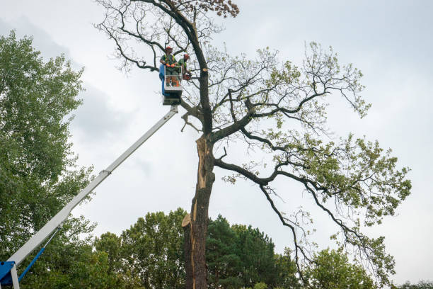 How Our Tree Care Process Works  in  Rutgers University Livingston Campus, NJ
